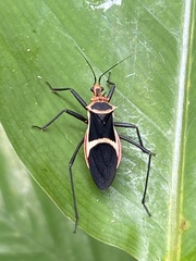 Zelurus circumcinctus