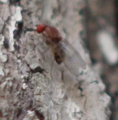 Leucophenga maculata