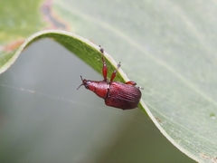 Euops falcata