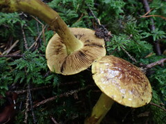 Cortinarius atrovirens