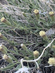 Brickellia oblongifolia