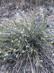 Brickellia oblongifolia