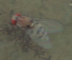 Leucophenga maculata