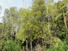 Pterophylla racemosa