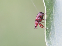 Euops falcata