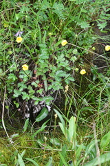 Potentilla × prostrata
