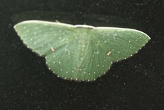 Prasinocyma iosticta