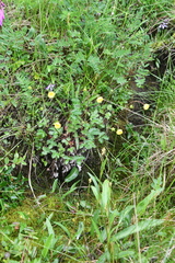 Potentilla × prostrata