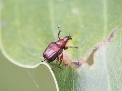Euops falcata