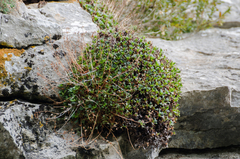 Saxifraga cuneata