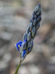 Comesperma calymega