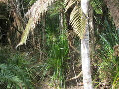Cyperus ustulatus