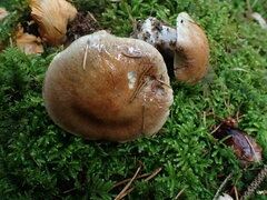 Cortinarius glaucopus