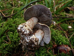 Cortinarius glaucopus