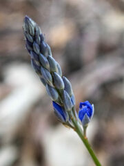 Comesperma calymega