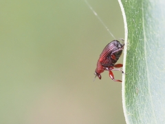Euops falcata