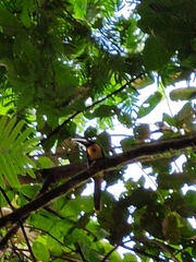 Pteroglossus torquatus