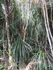 Freycinetia banksii