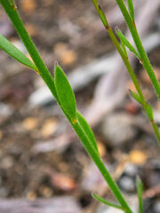 Comesperma calymega
