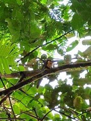 Pteroglossus torquatus