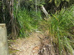 Cyperus ustulatus