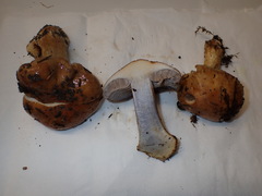 Cortinarius glaucopus