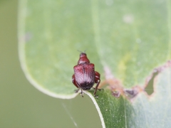 Euops falcata