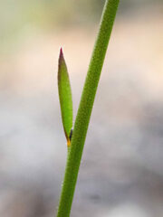 Comesperma calymega