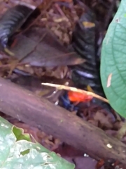 Oophaga pumilio