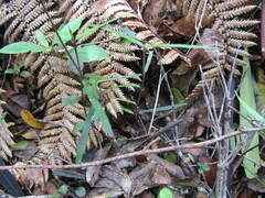 Parsonsia heterophylla