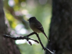 Empidonax hammondii