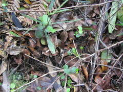 Parsonsia heterophylla