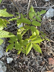 Ungnadia speciosa