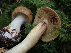 Calonarius elegantior