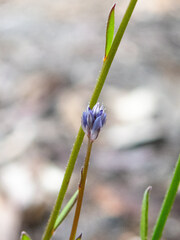 Comesperma calymega