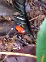 Oophaga pumilio