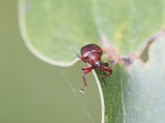 Euops falcata