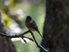Empidonax hammondii