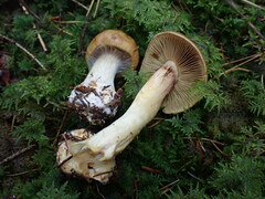 Calonarius elegantior