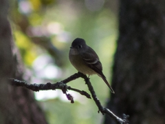 Empidonax hammondii