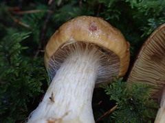 Calonarius elegantior