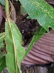 Oophaga pumilio