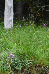 Carex krausei