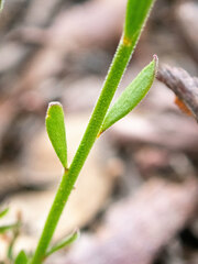 Comesperma calymega