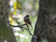 Empidonax hammondii