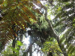 Dicksonia squarrosa
