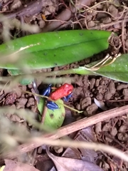 Oophaga pumilio
