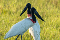 Jabiru mycteria