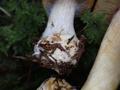 Calonarius elegantior