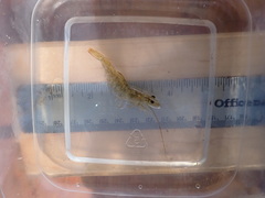 Penaeus californiensis
